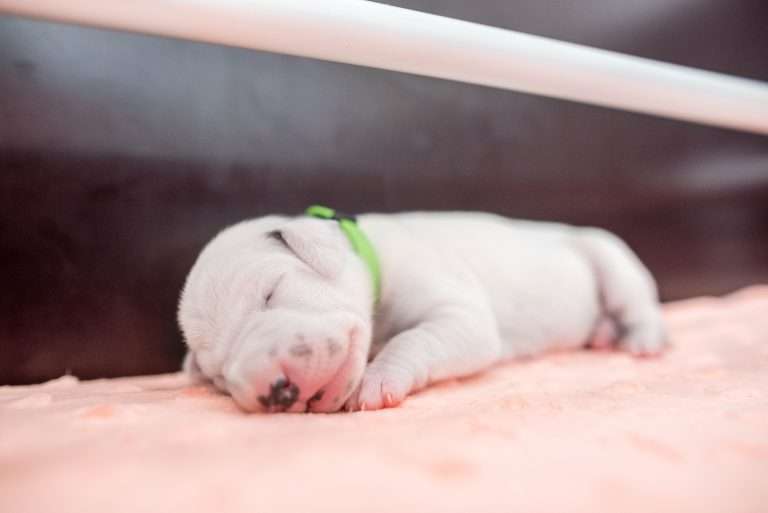 A-Wurf 6. Lebenstag (10)