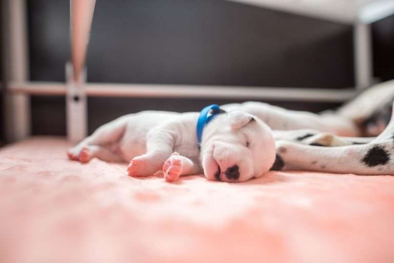 A-Wurf 7. Lebenstag (4)