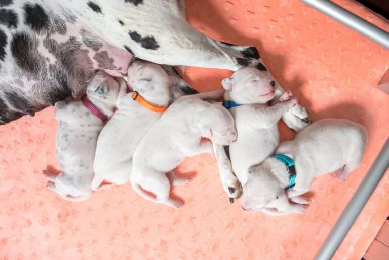 A-Wurf 6. Lebenstag (15)