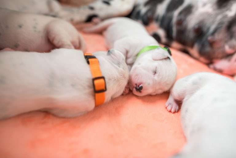 A-Wurf 7. Lebenstag (5)