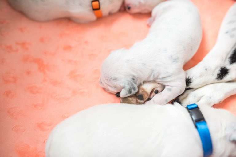 A-Wurf 7. Lebenstag (6)