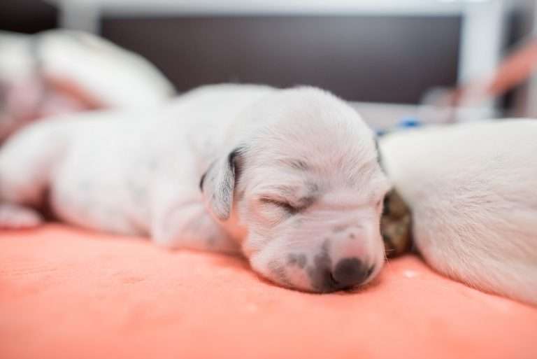 A-Wurf 7. Lebenstag (7)