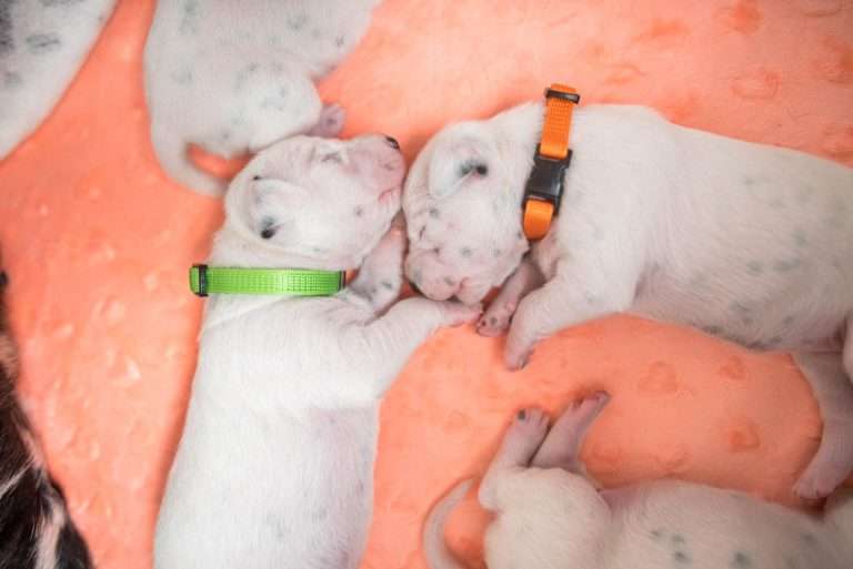 A-Wurf 7. Lebenstag (8)