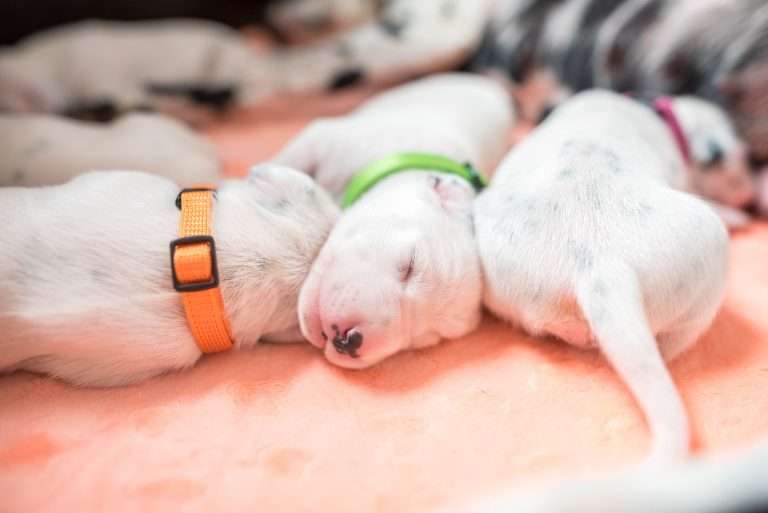 A-Wurf 7. Lebenstag (9)