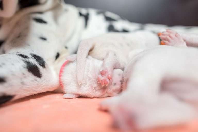 A-Wurf 8. Lebenstag (10)