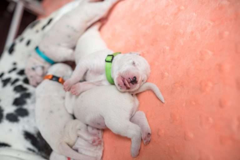 A-Wurf 8. Lebenstag (11)