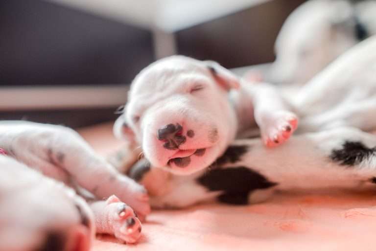 A-Wurf 8. Lebenstag (12)