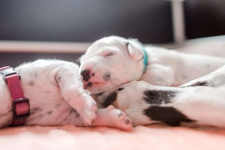 A-Wurf 8. Lebenstag (13)