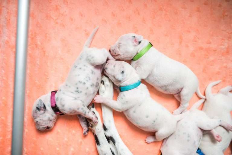 A-Wurf 8. Lebenstag (14)