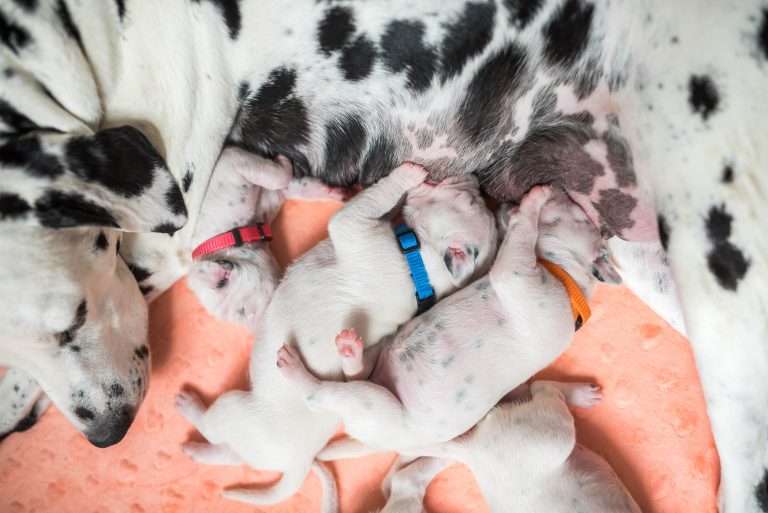 A-Wurf 8. Lebenstag (15)