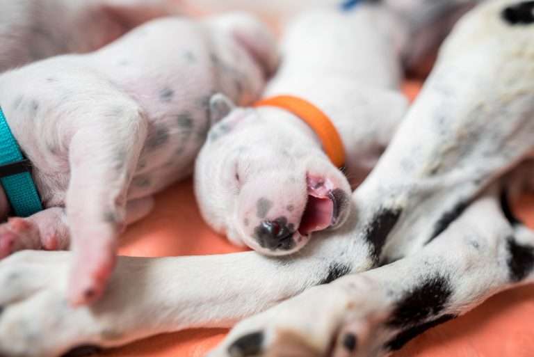 A-Wurf 8. Lebenstag (16)