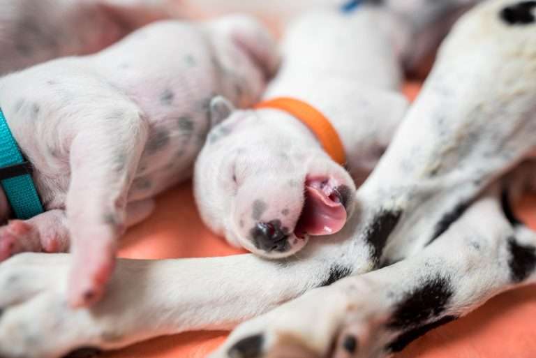 A-Wurf 8. Lebenstag (17)