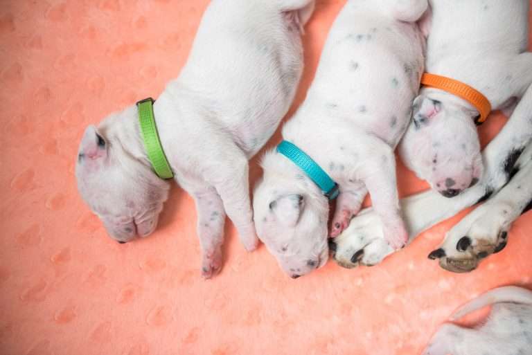 A-Wurf 8. Lebenstag (18)