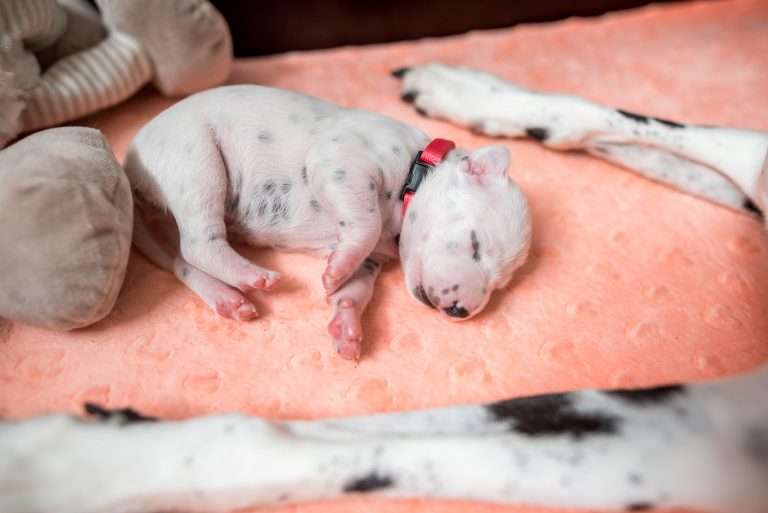 A-Wurf 8. Lebenstag (19)