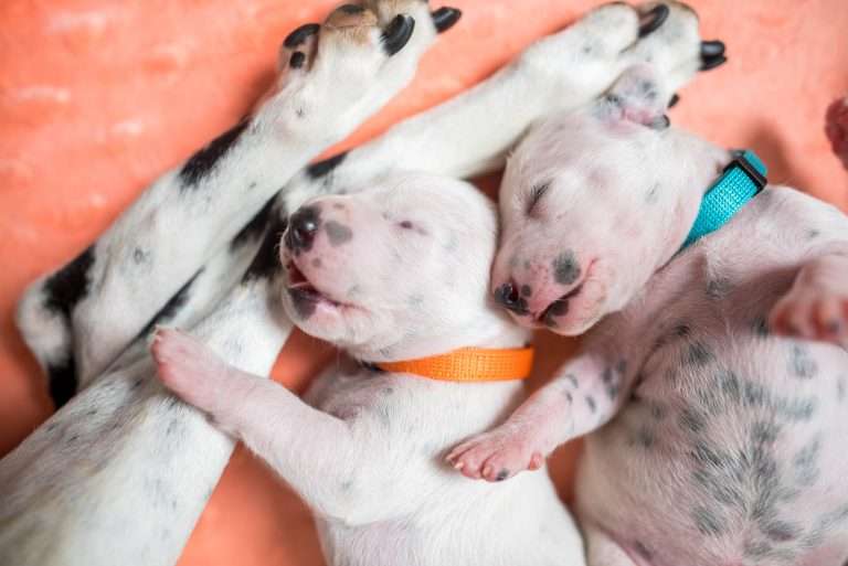 A-Wurf 8. Lebenstag (2)