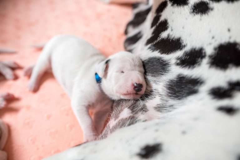 A-Wurf 8. Lebenstag (3)