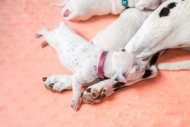 A-Wurf 8. Lebenstag (6)