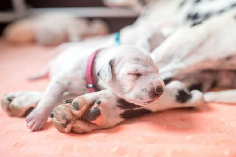 A-Wurf 8. Lebenstag (7)