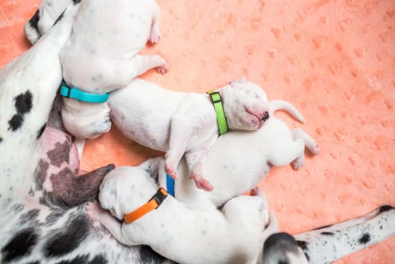 A-Wurf 8. Lebenstag (8)