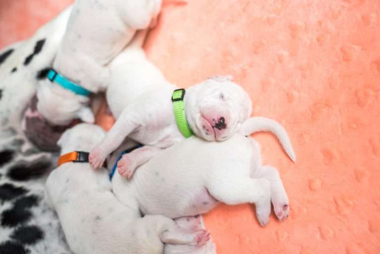 A-Wurf 8. Lebenstag (9)