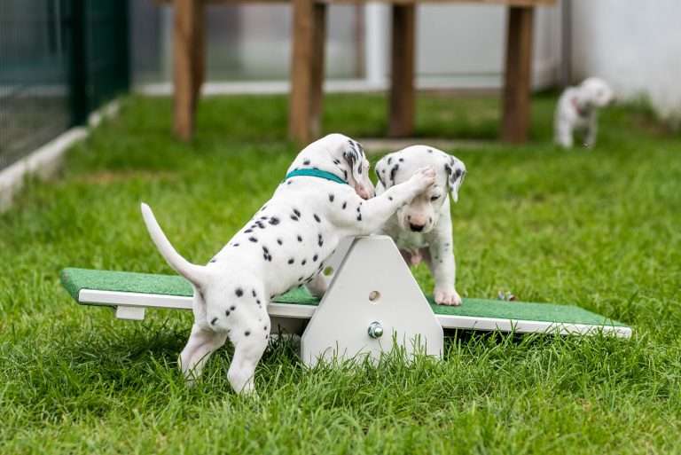 A-Wurf 29. Lebenstag