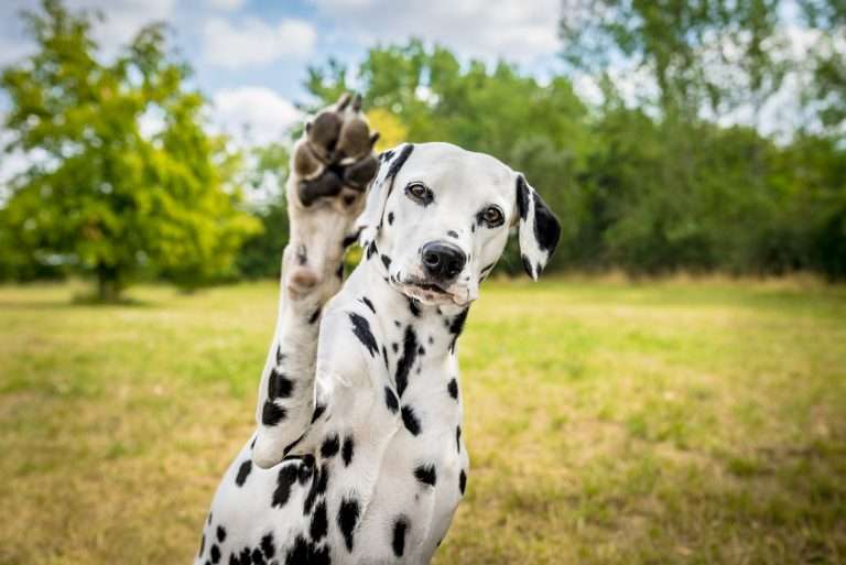 Helles Köpfchen (4)