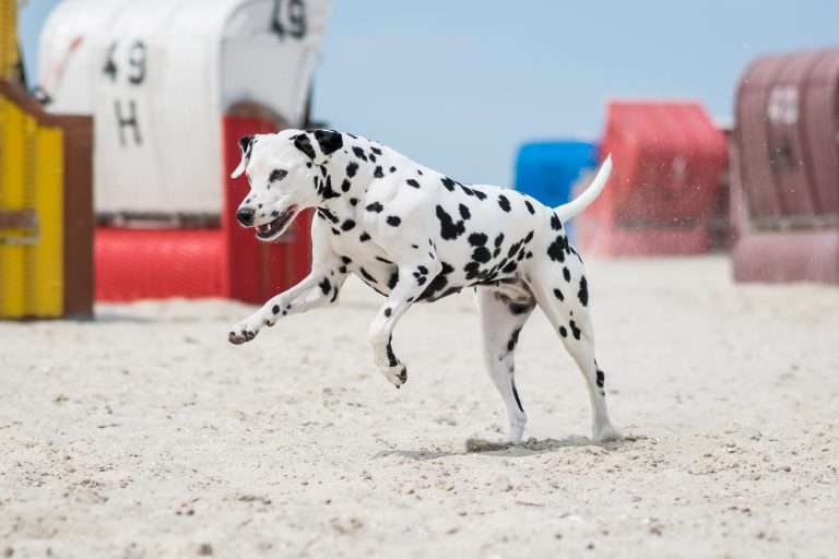 Schönwetter Dickschädel (3)