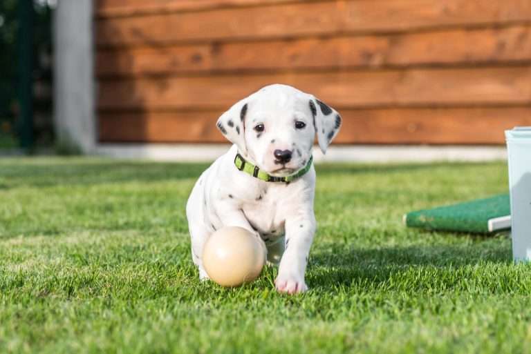 A-Wurf 30. Lebenstag (10)