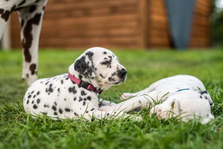 A-Wurf 30. Lebenstag (10)