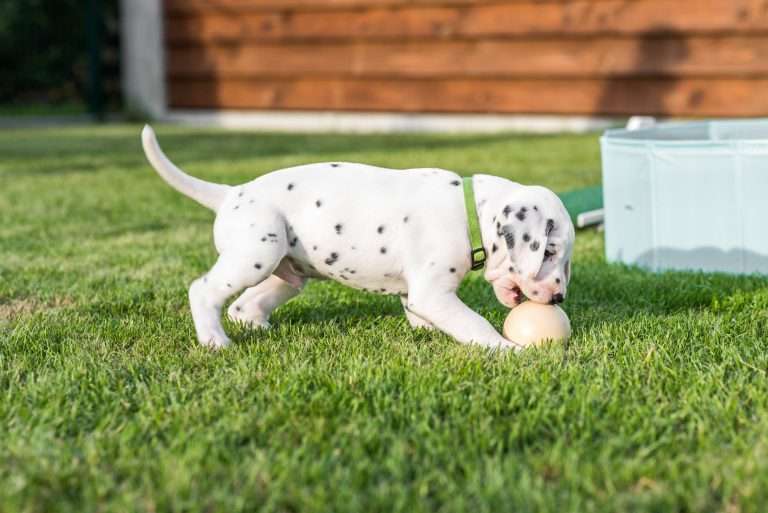 A-Wurf 30. Lebenstag (11)