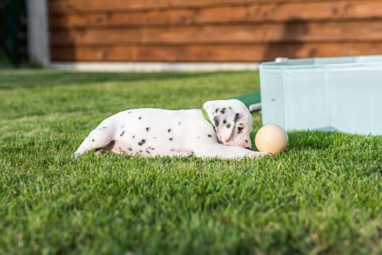 A-Wurf 30. Lebenstag (12)