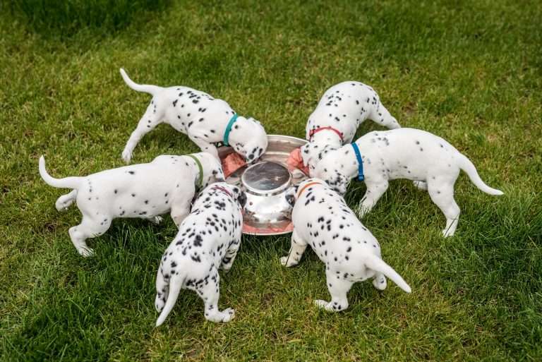 A-Wurf 30. Lebenstag (12)