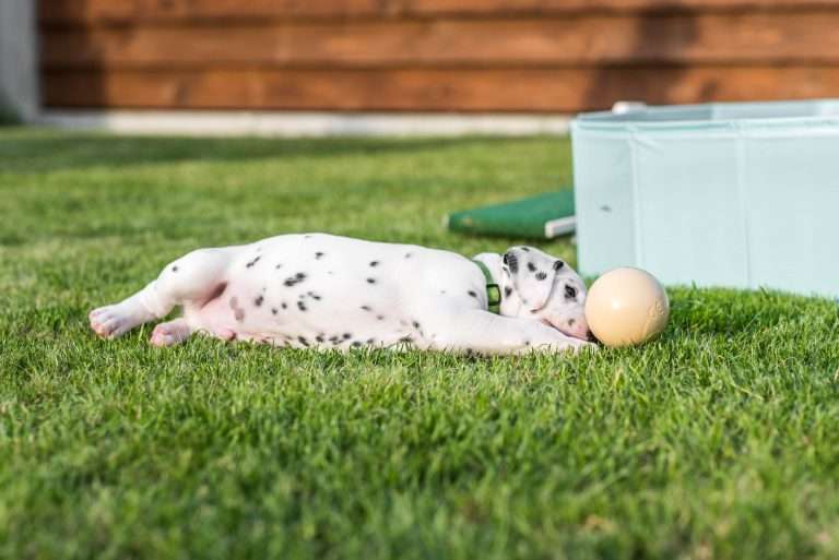 A-Wurf 30. Lebenstag (13)