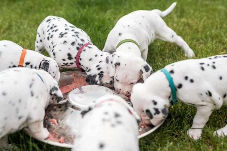 A-Wurf 30. Lebenstag (13)