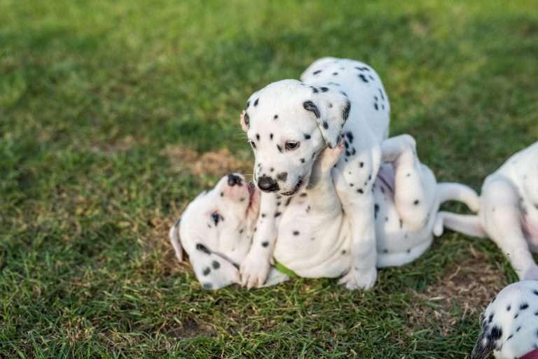 A-Wurf 30. Lebenstag (14)