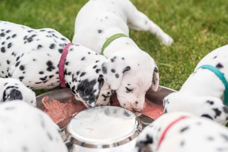 A-Wurf 30. Lebenstag (14)