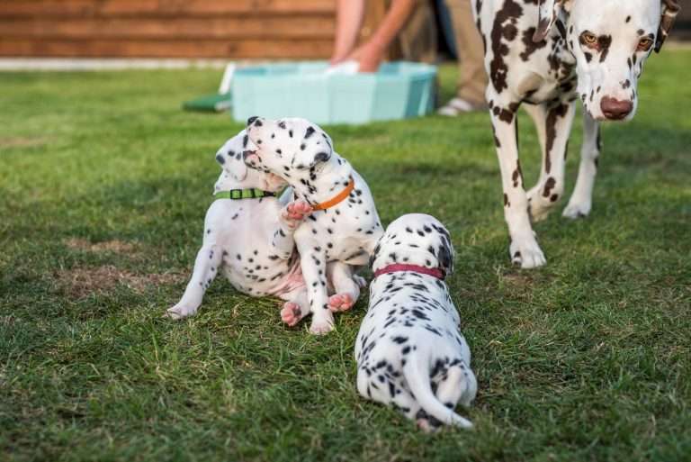 A-Wurf 30. Lebenstag (15)