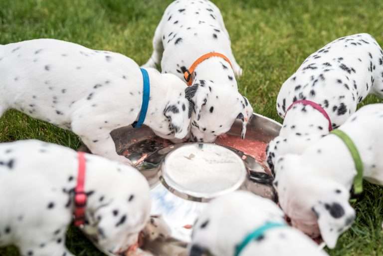 A-Wurf 30. Lebenstag (15)