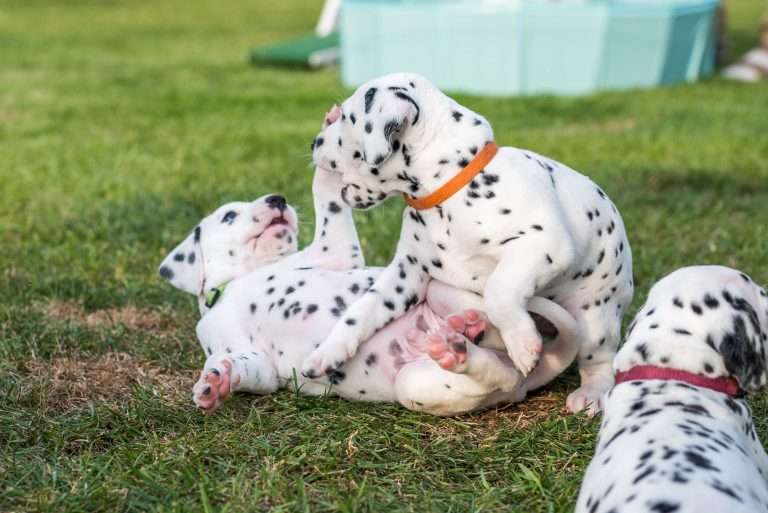 A-Wurf 30. Lebenstag (16)