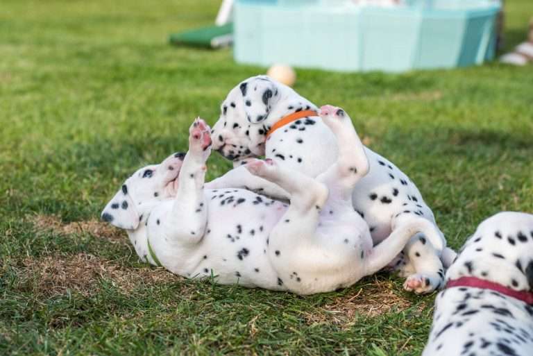 A-Wurf 30. Lebenstag (17)