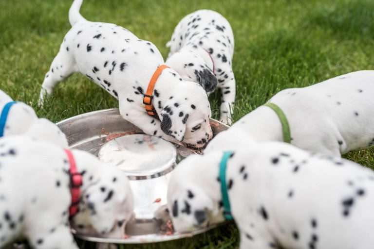 A-Wurf 30. Lebenstag (17)