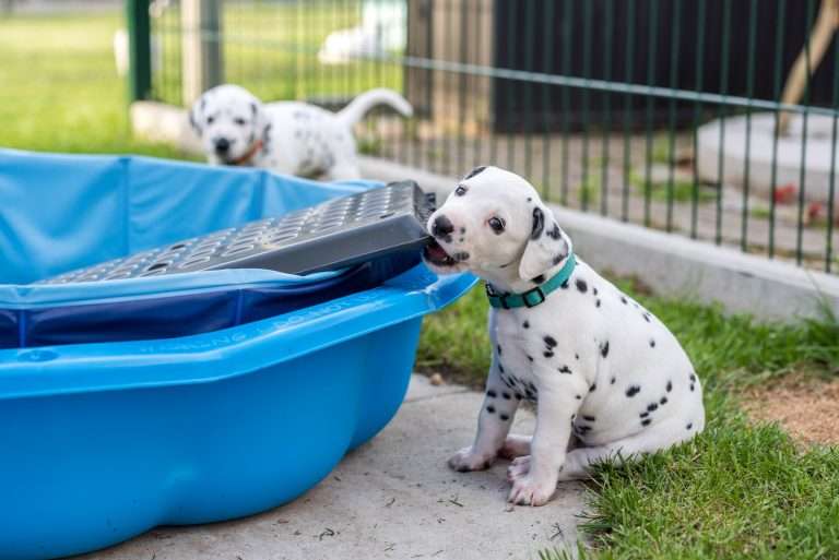 A-Wurf 30. Lebenstag (19)