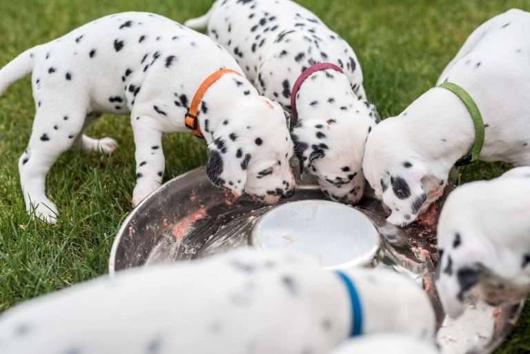 A-Wurf 30. Lebenstag (19)