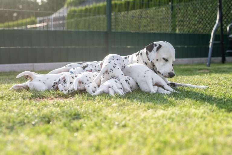 A-Wurf 30. Lebenstag (2)