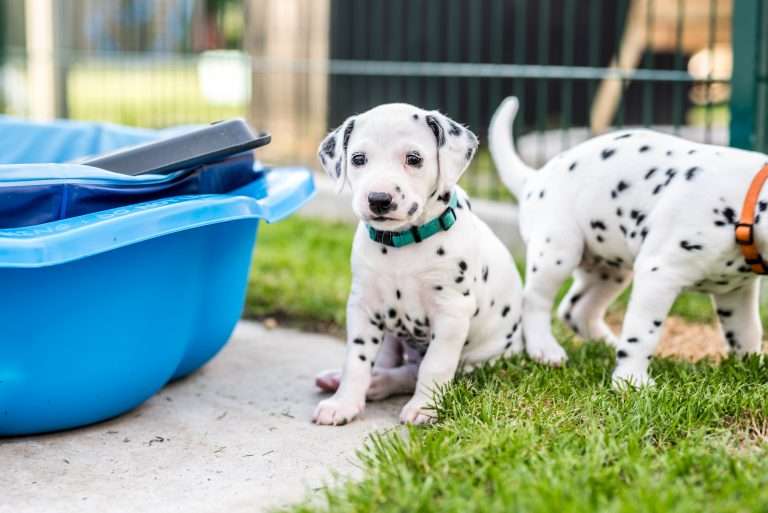 A-Wurf 30. Lebenstag (20)