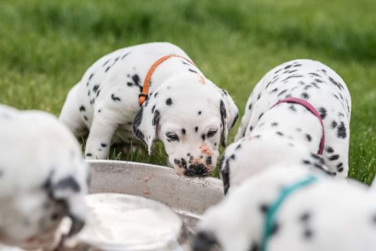 A-Wurf 30. Lebenstag (20)