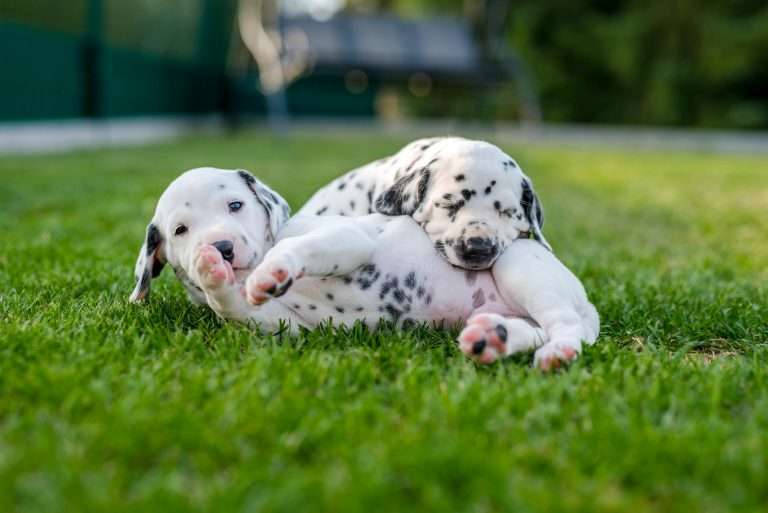 A-Wurf 30. Lebenstag (21)