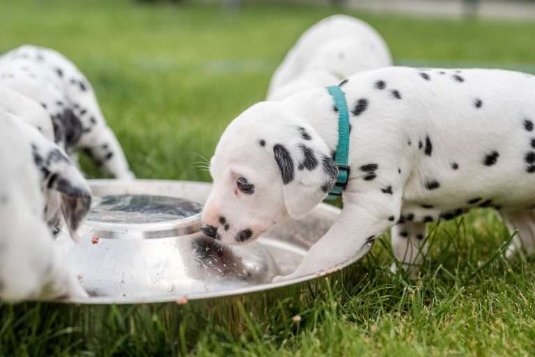 A-Wurf 30. Lebenstag (21)