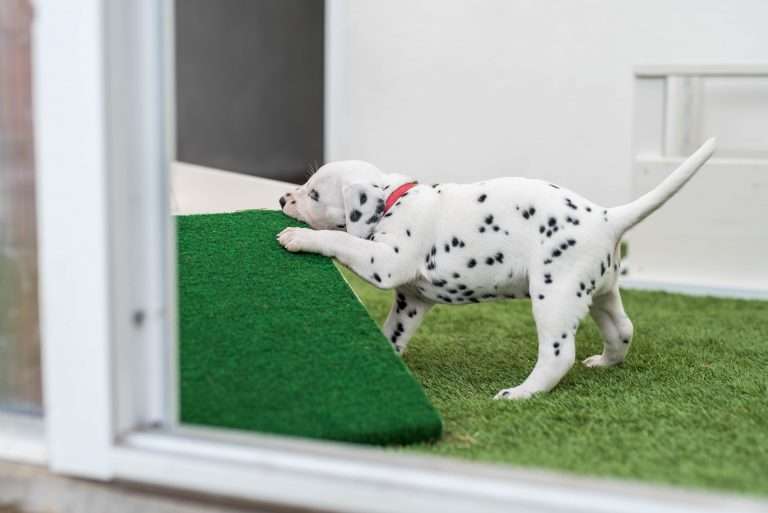 A-Wurf 30. Lebenstag (23)