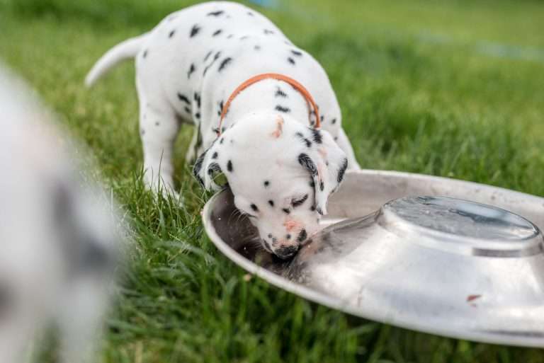 A-Wurf 30. Lebenstag (23)